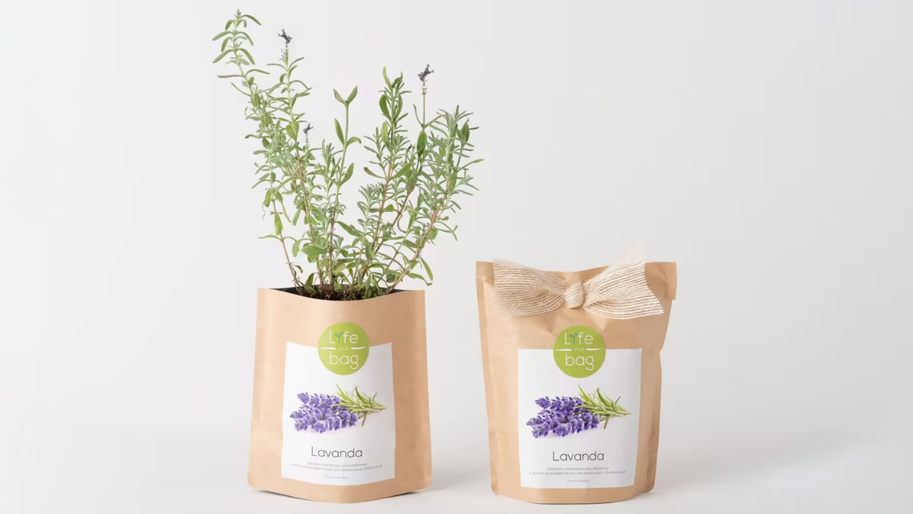 lavanda